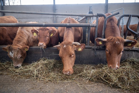Kühe und Kälber stehen im Ortsteil Altenhain auf Bioland-Hof Pfeifer in einem Stall. Bioland, der größte Bio-Anbauverband in Deutschland, feiert jetzt seinen 50. Geburtstag. (zu dpa: «Bio-Lebensmittel ...