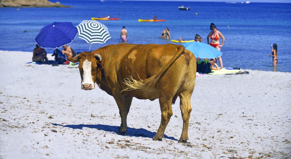 Kuh Strand Frankreich