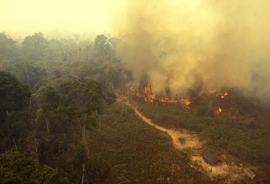 In der ersten Jahreshälfte wurde in Brasilien 25 Prozent mehr Wald zerstört als noch im Vorjahr.