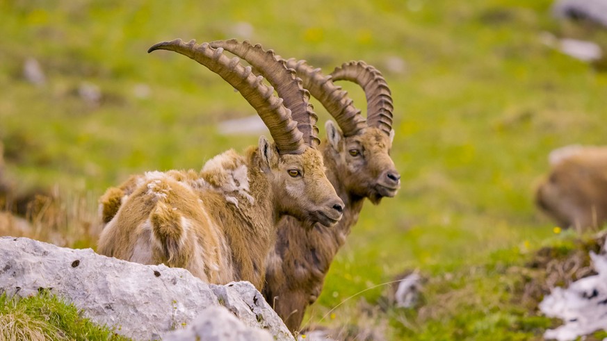 Trotz allem finden sich noch viele faszinierende Tiere in den Alpen.