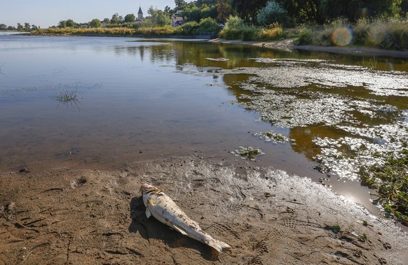 Bis zu 100 Tonnen Fisch sollen laut Schätzungen in der Oder verendet sein.