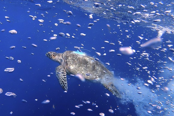 HANDOUT - 21.12.2022, USA, Key Largo: Auf diesem vom Florida Keys News Bureau zur Verfügung gestellten Foto schwimmt &quot;Harris&quot;, eine weibliche Echte Karettschildkröte, im Wasser, nachdem sie  ...