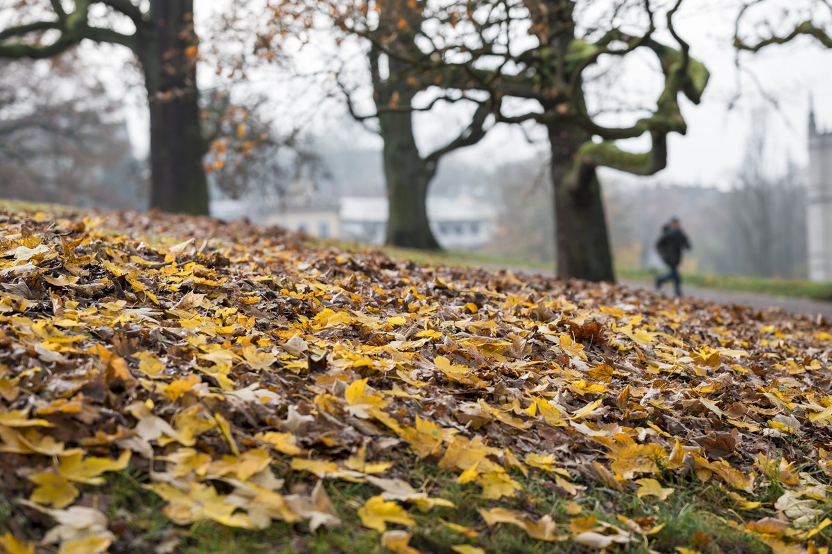 18.11.2023, Bayern, Coburg: Im Hofgarten liegt herbstliches Laub. Auf dem Gehweg läuft eine Person. Foto: Daniel Vogl/dpa +++ dpa-Bildfunk +++