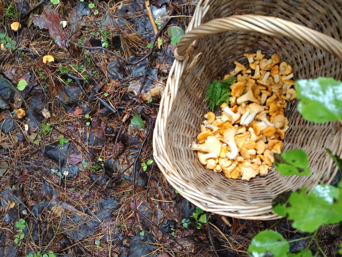 Gibt's in Litauen in Hülle und Fülle: Pfifferlinge.