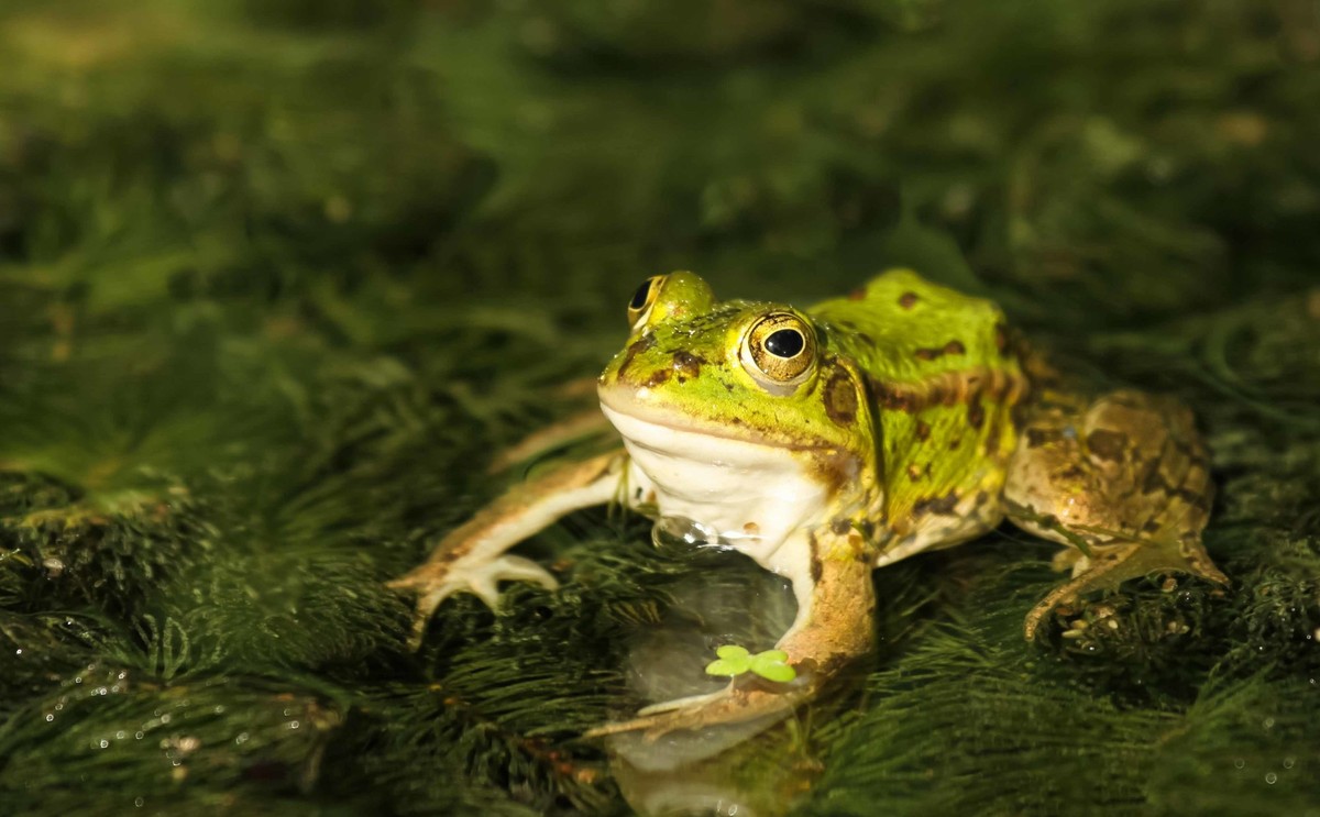 Water frog,Rana esculenta, , 06.07.2014, Copyright: xColorixx Panthermedia11865075.jpg