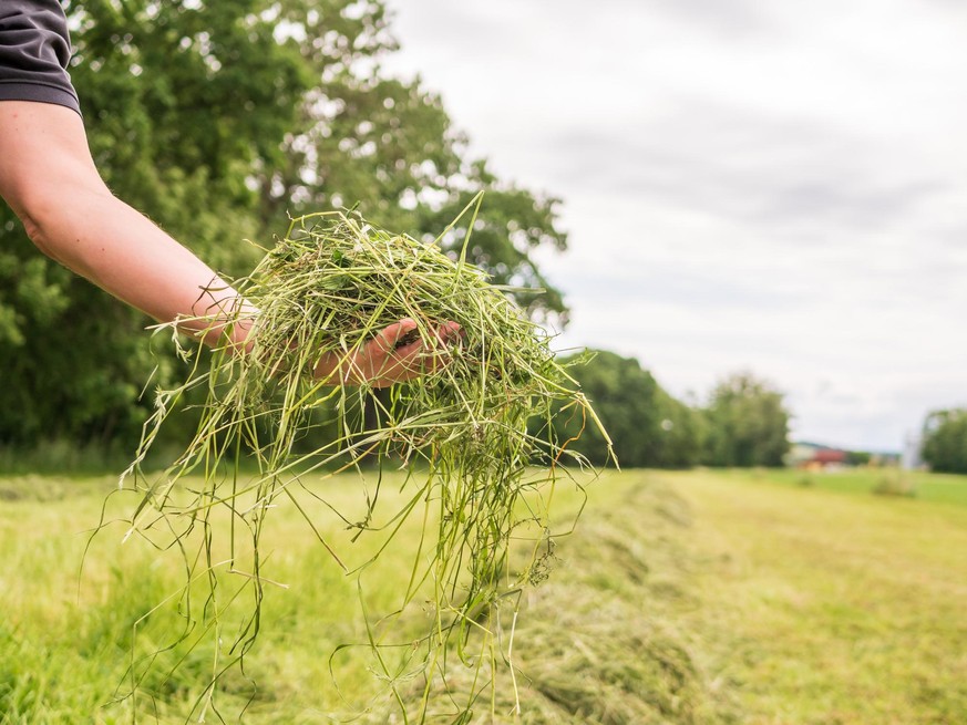 Handvoll Gras vor Feld