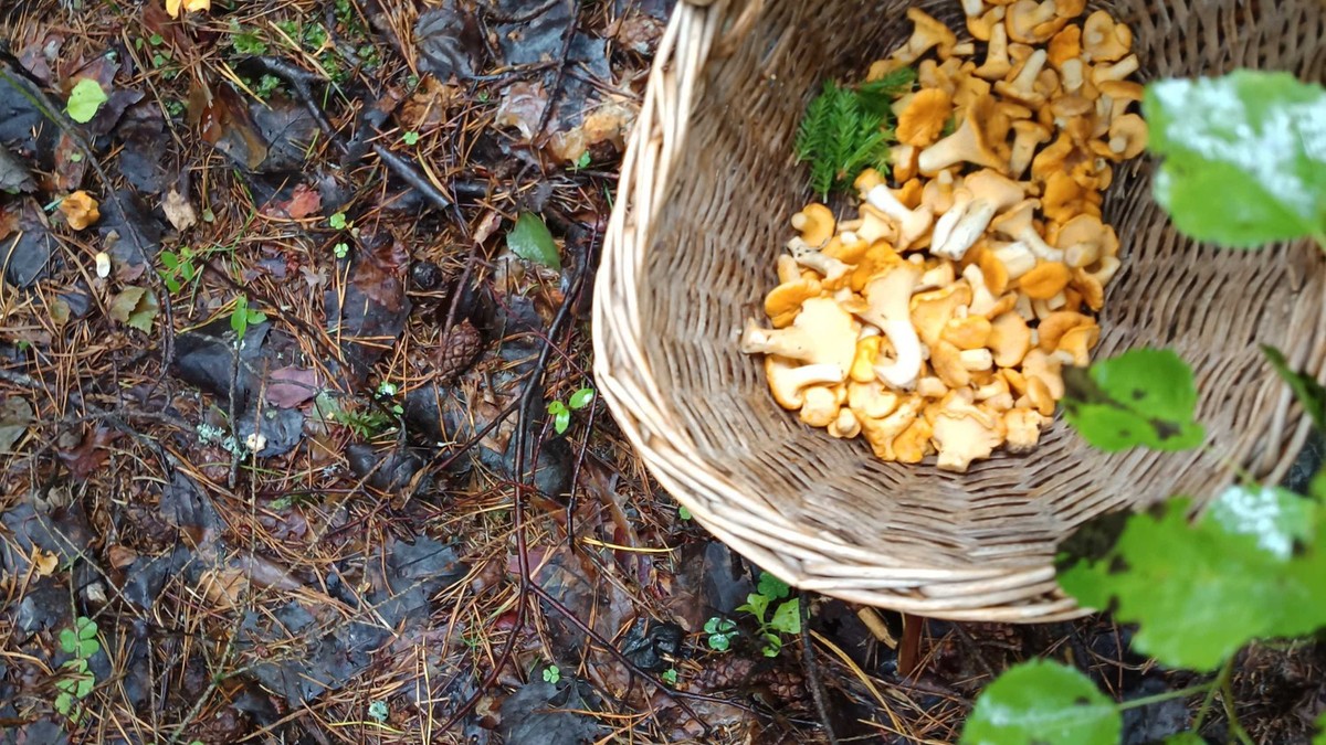 Go touch some grass: Von der Großstadt in den litauischen Wald