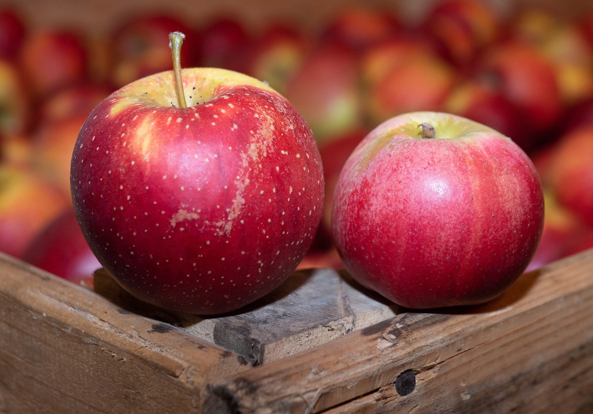 02.01.2022, Rheinland-Pfalz, Ockenheim: Ein Wellant-Apfel (l) und ein Berlepsch-Apfel liegen im Lager eines Apfelanbaubetriebes. Der Hobby-Landwirt Rainer Still hat vor einigen Jahren etwa 200 Bäume i ...