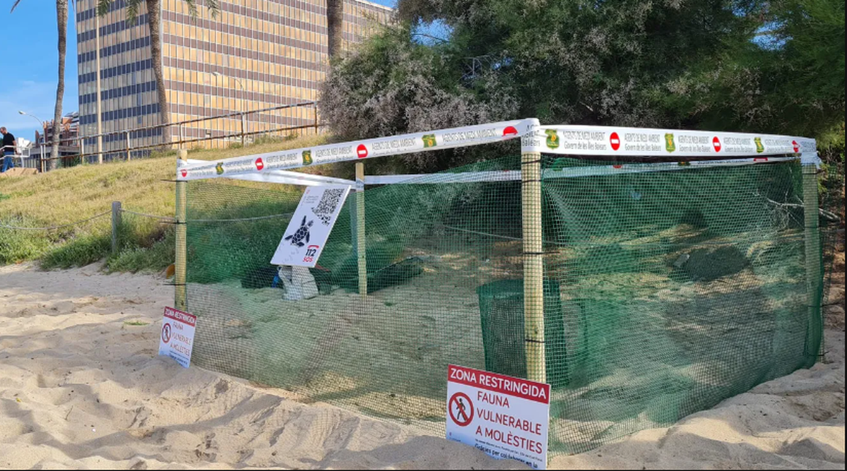 Zum Schutz der Schildkrötennester wurden auf Mallorca Zäune errichtet.