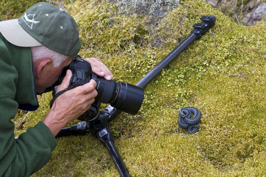 Naturfotograf beim Fotografieren der Kreuzotter Vipera berus, Schweden, Europa *** Nature photographer at take a picture the Common Viper Vipera Berus , Sweden, Europe Copyright: imageBROKER/alimdix/x ...