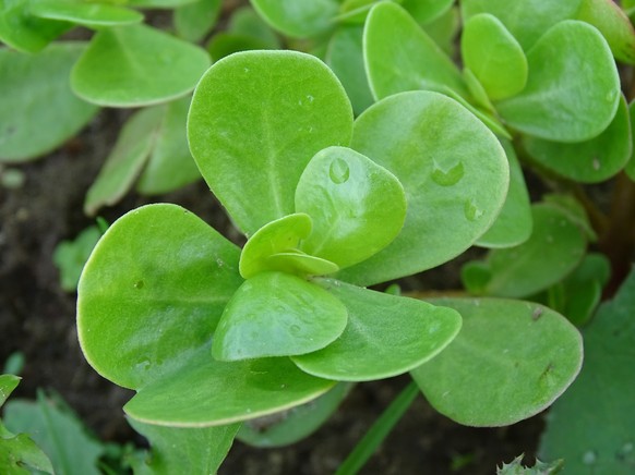 Close up van purslane (Portulaca oleracea)