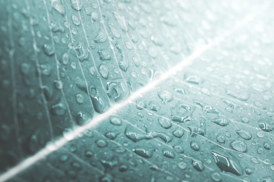 Water droplets on a tropical green leaf plant . pastel color background .