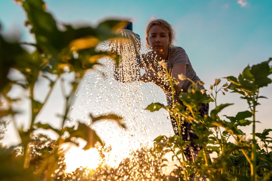 Woman cares for plants, watering green shoots from a watering can at sunset. Farming or gardening concept. Bottom view.