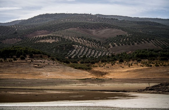 IZNÁJAR, SPAIN - SEPTEMBER 01: Olive groves next to the Iznájar reservoir, the largest in Andalusia which is currently below 20 percent of its capacity on September 01, 2022 in Iznájar Spain. Spain ac ...