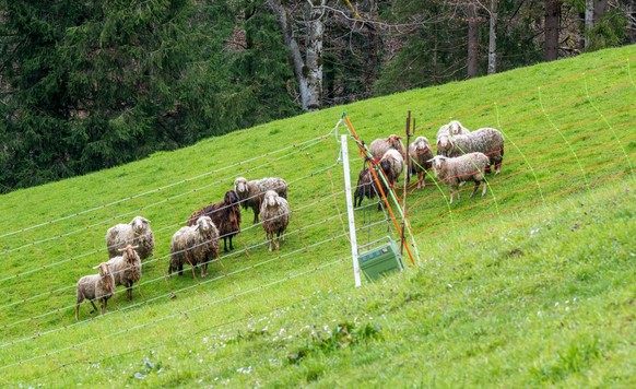20.04.2023, Bayern, Oberaudorf: Schafe stehen auf einer Bergweide oberhalb der grenznahen Ortschaft Oberaudorf im Landkreis Rosenheim hinter einem Elektrozaun. In der unmittelbaren Umgebung wurden zuv ...