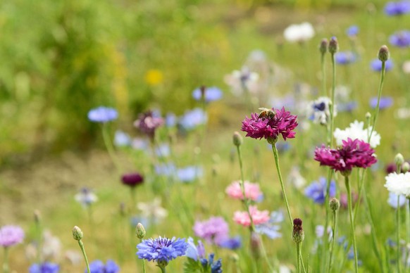 Von REWE und seinen Partner angelegt und aufgewertet: 8.420.000 m² Blühflächen dienen Insekten als Nahrungsquellen und Rückzugsorte.