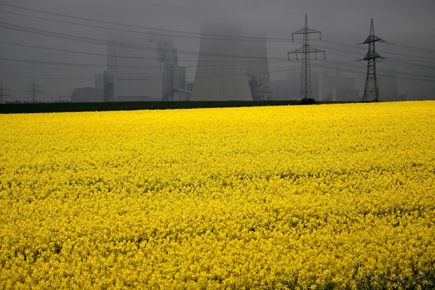 dpatopbilder - 08.05.2023, Nordrhein-Westfalen, Rommerskirchen: Gelb blüht der Raps in Rommerskirchen auf einem Feld. Im Dunst im Hintergrund ist das Braunkohlekraftwerk Neurath zu sehen. In Nordrhein ...