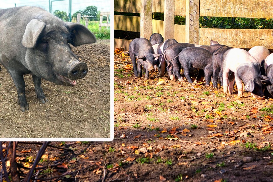 Angler Sattelschwein Bobby von Sonnenschein aus Ostfriesland