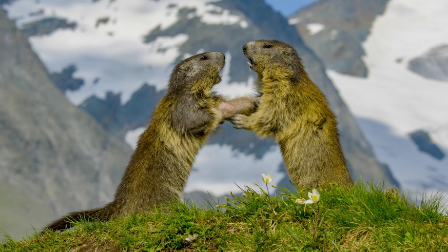 In den Alpen leben immer noch viele Wildtiere. Doch ihre Zahl nimmt immer weiter ab.