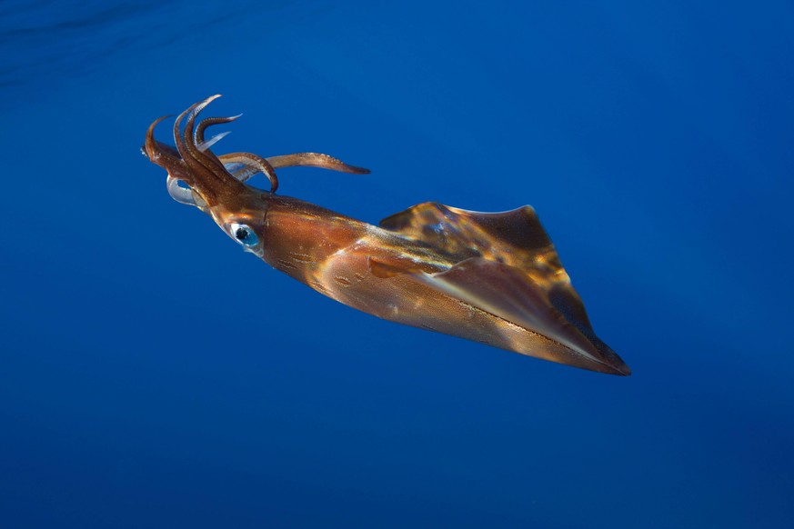 Nordischer Kalmar, Forbes Kalmar (Loligo forbesi), im Meer schwimmend, Portugal, Azoren, Atlantik long-finned squid, northern squid, veined squid (Loligo forbesi), swimming in the blue sea, Portugal,  ...