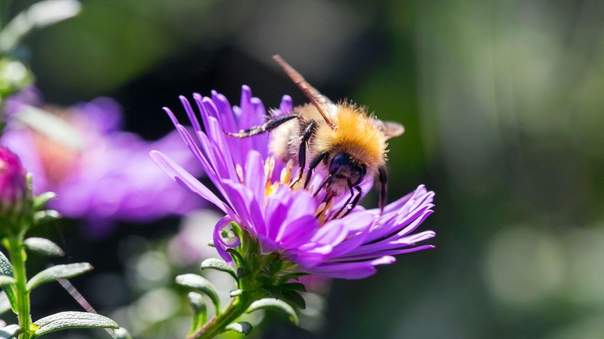 Klein aber OHO! Ohne Insekten würde unser Ökosystem zusammenbrechen, deshalb setzt sich REWE für ihren Schutz ein.