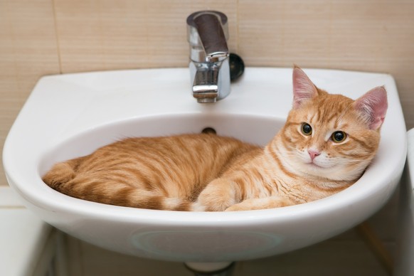 Katzen verstecken sich bei Hitze gern im Bad.