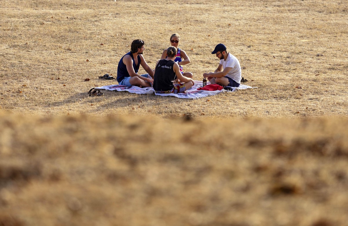 Studenten sitzen auf einer verdorrten Wiese im Inneren Grüngürtel. Köln, 07.08.2018