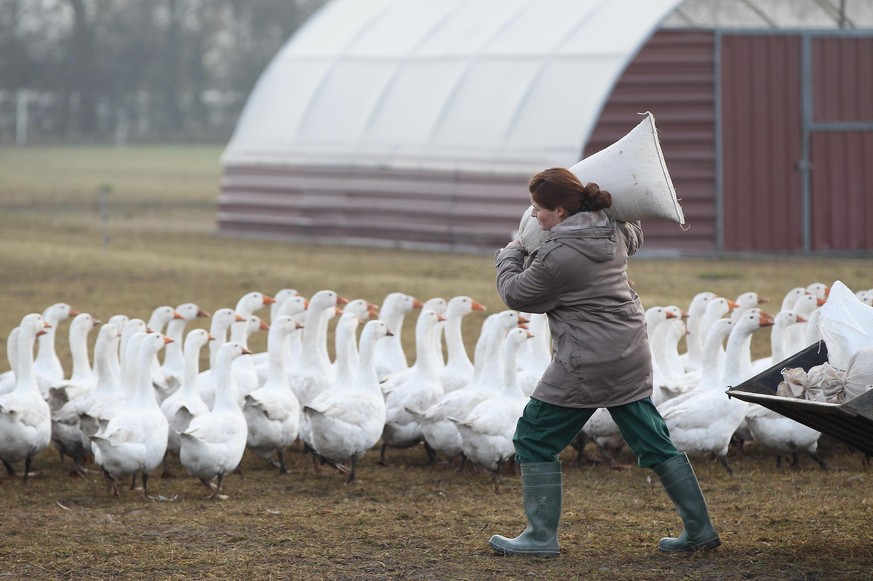 KUHHORST, GERMANY - NOVEMBER 24: Farmhand Beatrice Jasiewicz carries a sack of feed among domestic geese on an open field at the Oekohof Kuhhorst organic farm near Berlin on November 24, 2011 in Kuhho ...