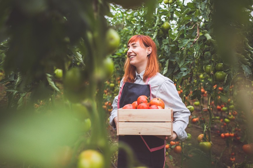 Frau mit Tomatenkiste Gewächshaus