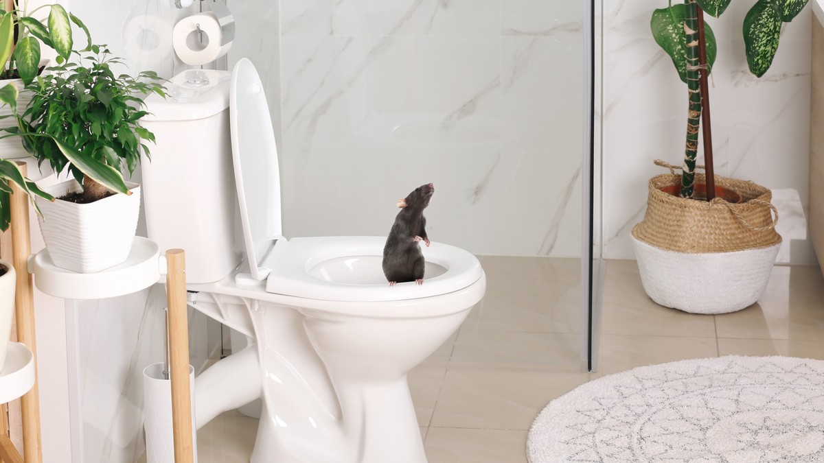 Können Ratten durch die Toilette kommen?