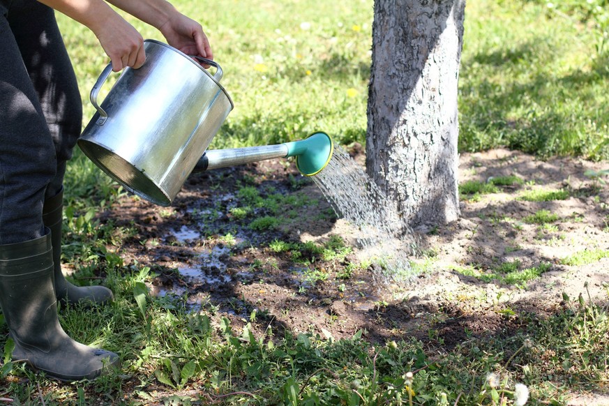 Bäume brauchen im Sommer ganz besonders viel Wasser.