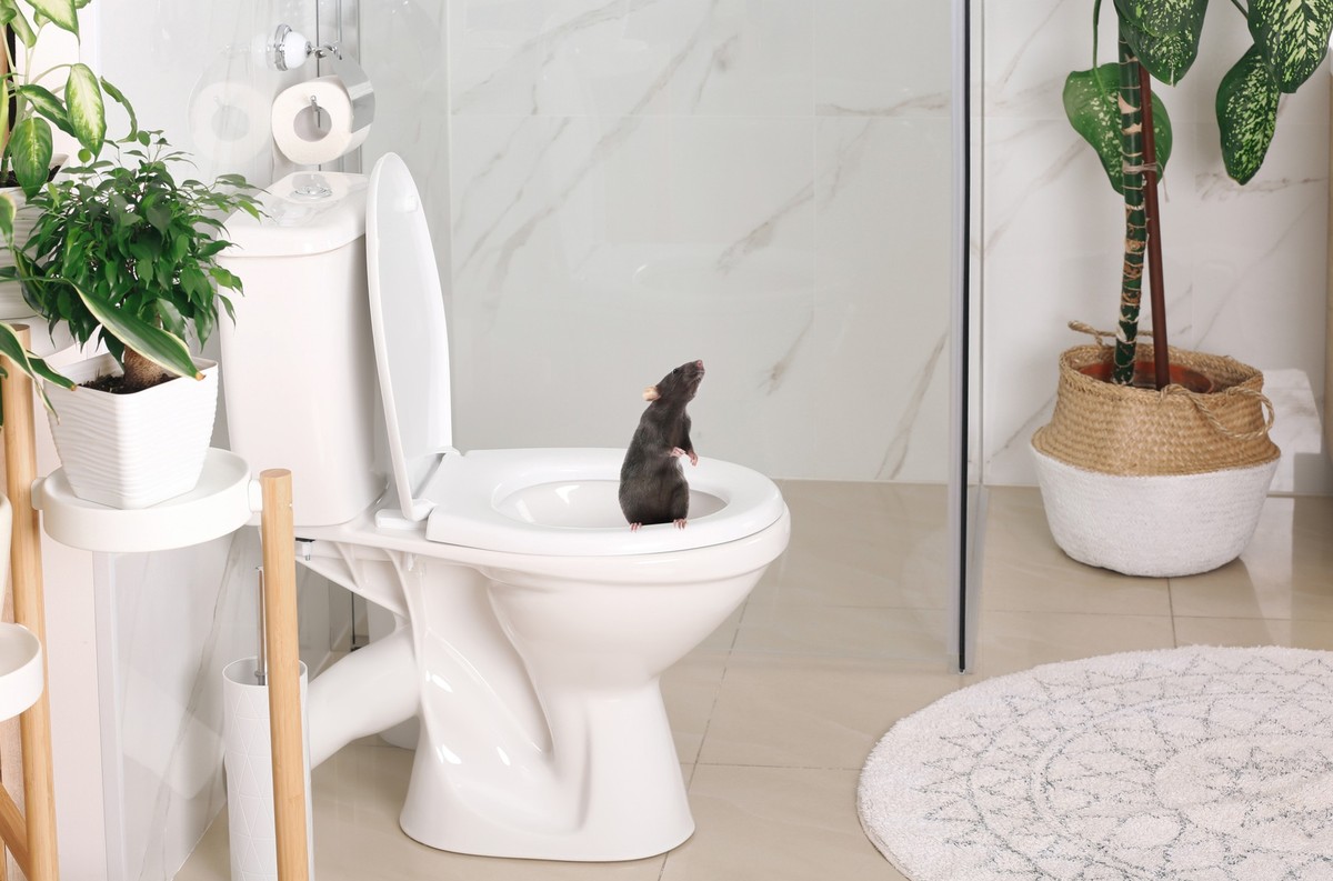 Rat on toilet bowl in light bathroom