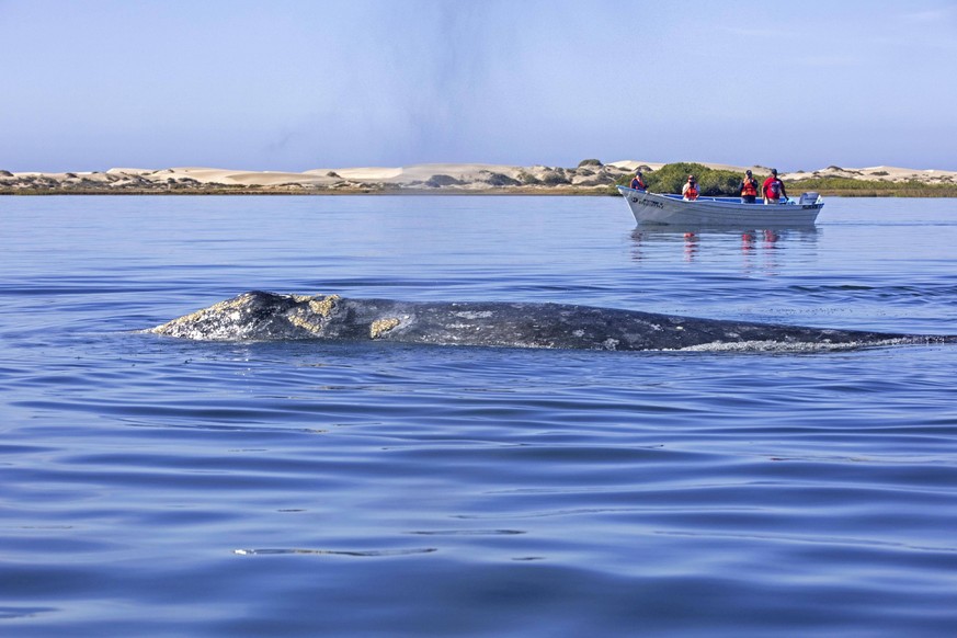 Touristen in einem Ausflugsboot beobachten einen pazifischen Grauwal Eschrichtius robustus beim Auftauchen in der Nähe von Puerto Adolfo López Mateos, Baja California Sur, Mexiko, Mittelamerika *** To ...