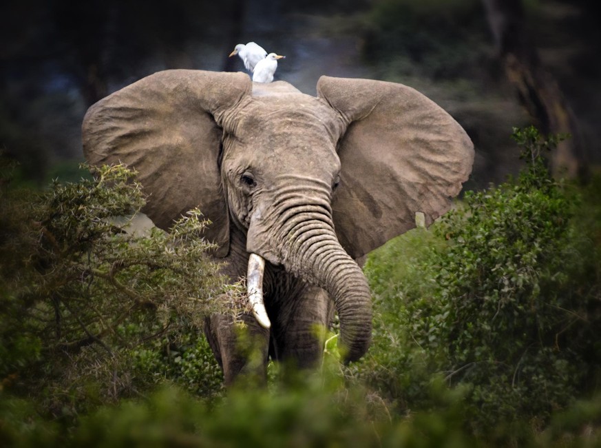 Besonders das Elfenbein aus den Stoßzähnen von Elefanten ist sehr begehrt bei Schmugglern.