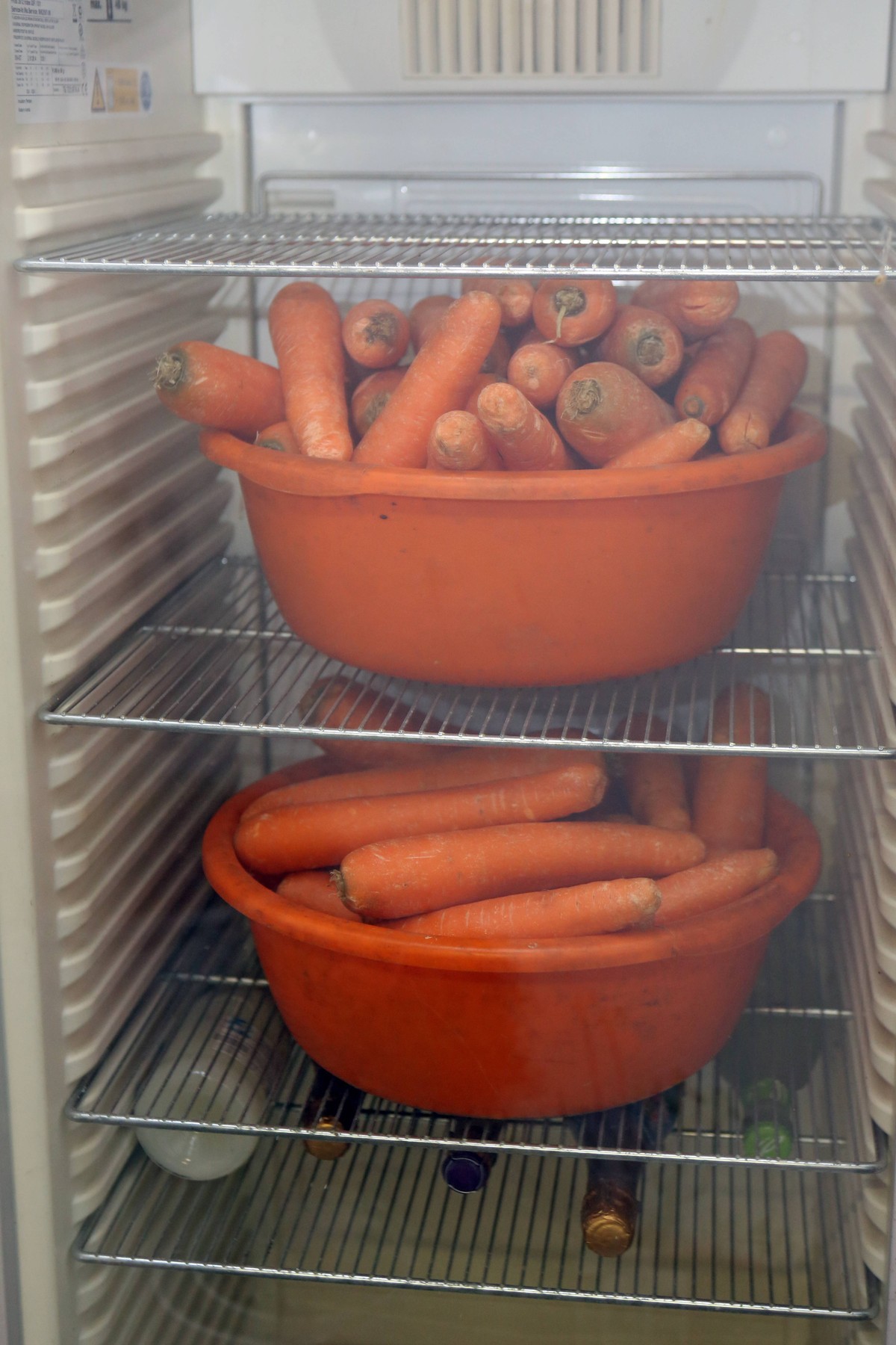Karotte sucht Hase...