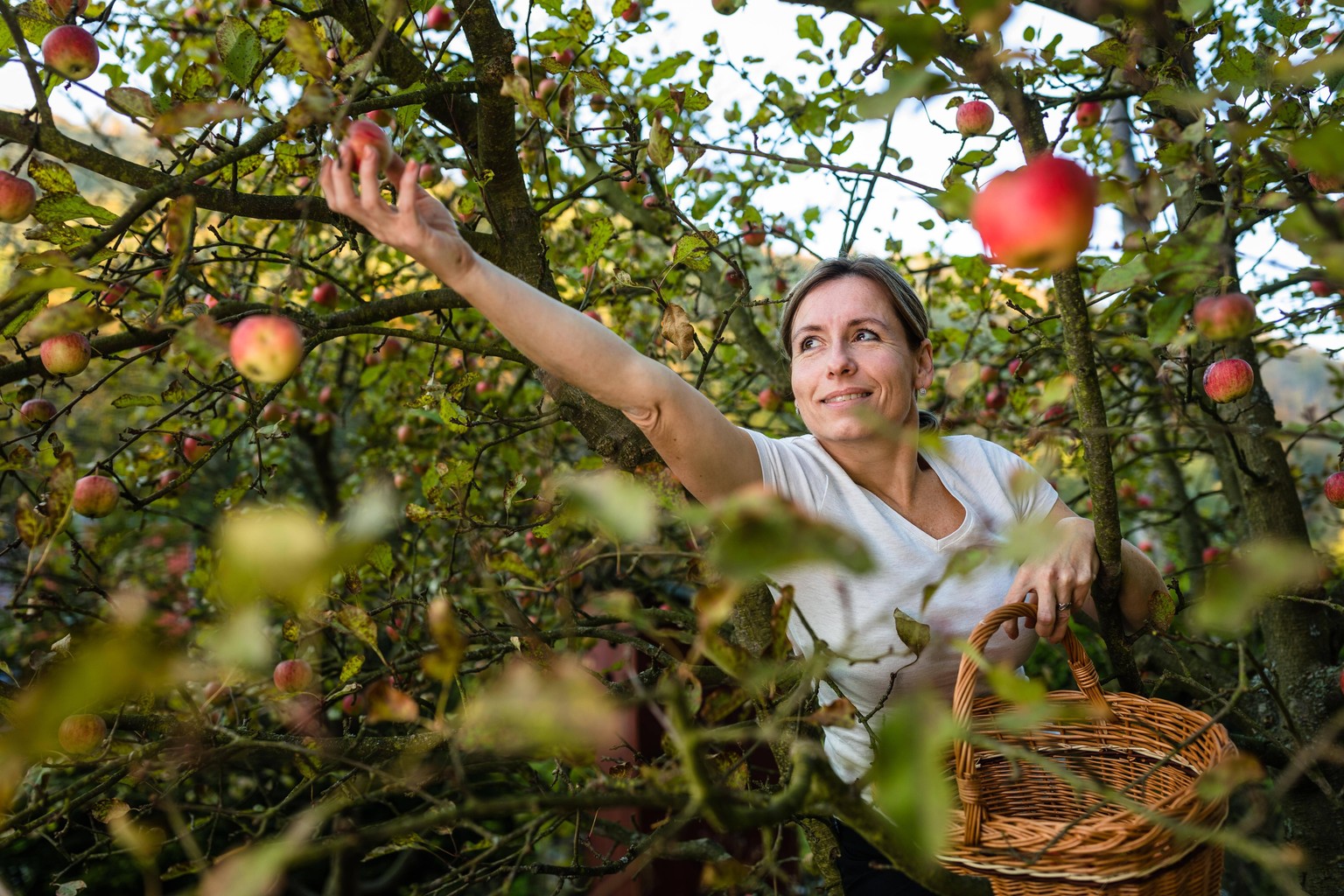Middle aged woman picking apples in her orchard - soon there will be a lovely smell of apple pie in her kitchen (color toned image) ,model released, Symbolfoto PUBLICATIONxINxGERxSUIxAUTxONLY Copyrigh ...