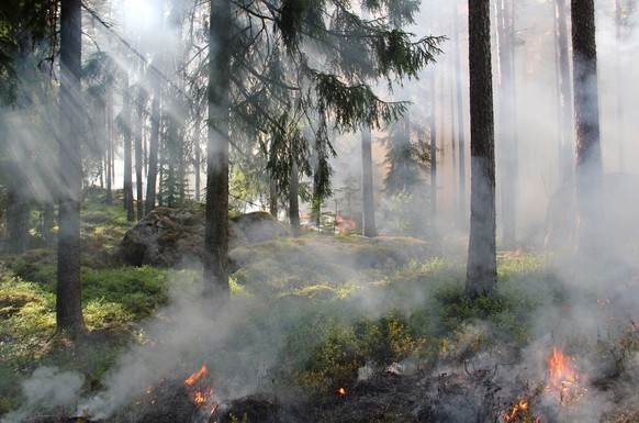 Beginnender Waldbrand