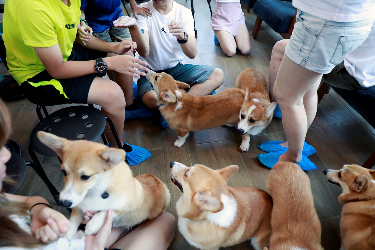 Corgi dogs play with customers at Corgi in the Garden cafe in Bangkok, Thailand, March 15, 2019. Picture taken March 15, 2019. REUTERS/Soe Zeya Tun