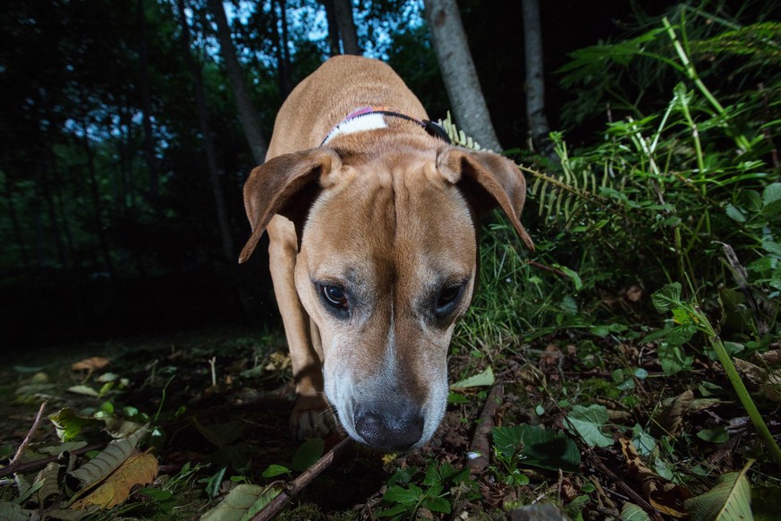 Yellow pitbull dog in wilderness