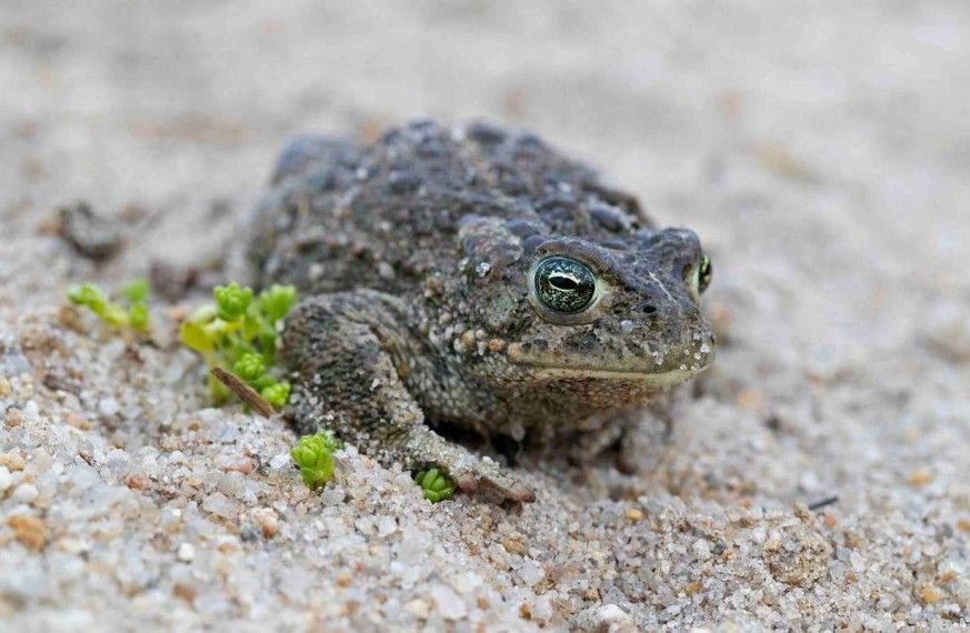 Natterjack toad (Epidalea calamita / Bufo calamita) male crawling through sand in the dunes along the North Sea coast in spring. (Photo by: Sven-Erik Arndt/Arterra/Universal Images Group via Getty Ima ...
