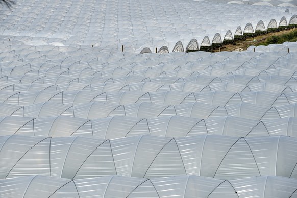Growing strawberries in plastic tunnels near Palos de la Frontera, Huelva province, Andalucia, Spain.