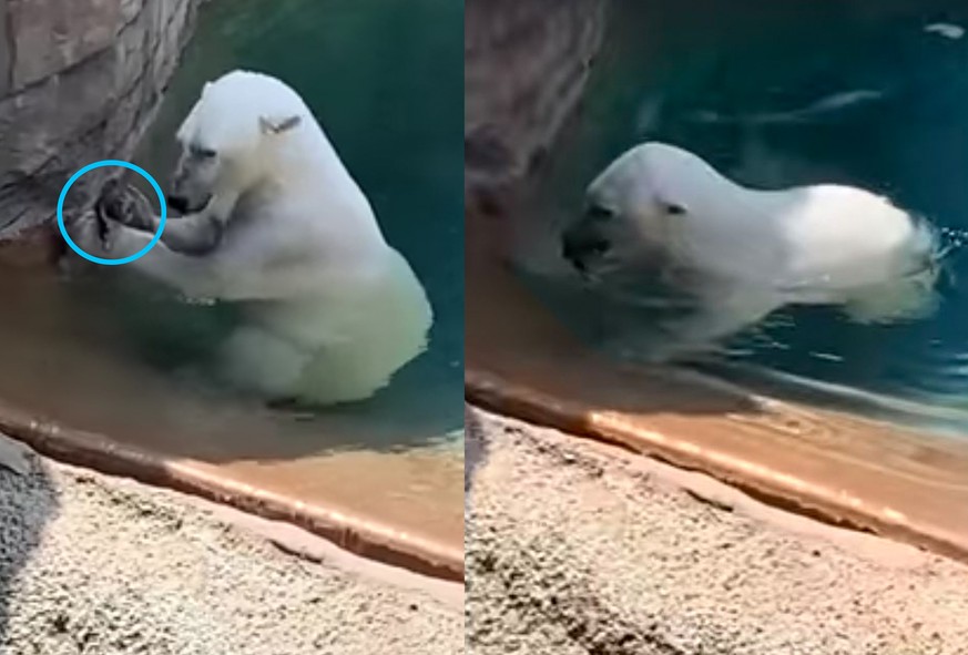 "Er hat die Ente gefressen": Eisbär frisst Tier vor den Augen der Zoo-Besucher