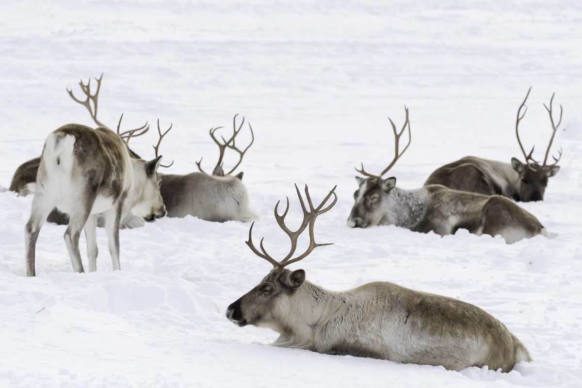 Rentiere im Schnee, Rangifer tarandus | Verwendung weltweit