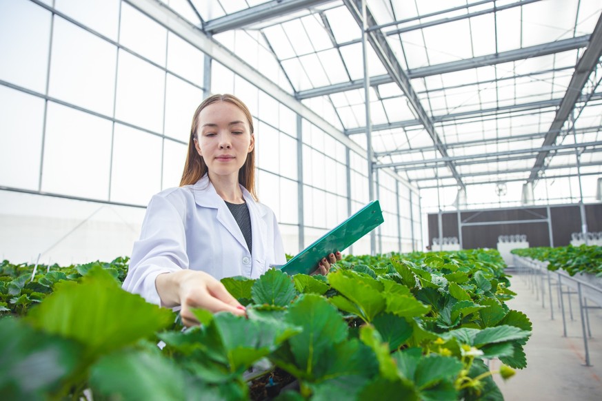 Mit genverändertem Obst und Gemüse könnte die Landwirtschaft ihre Erträge steigern.