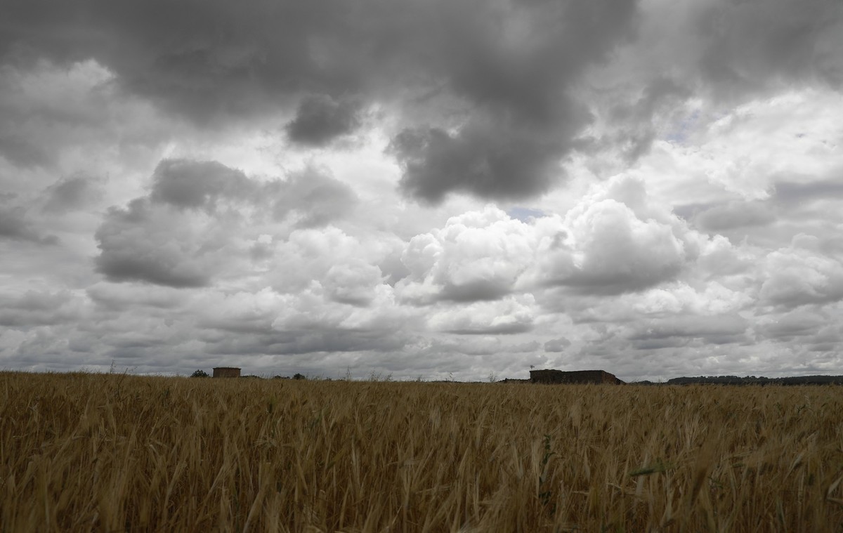 13.05.2023, Spanien, Sa Pobla: Gerste steht auf einem Feld an einem bewölkten Tag. Die hohen Temperaturen und der ausbleibende Regen sorgen für eine besorgniserregende Situation auf Mallorca. Foto: Cl ...