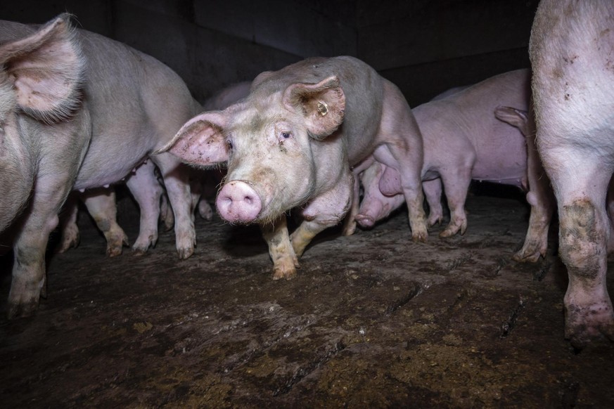 Die Tiere sind in der Anlage auf engstem Raum zusammengepfercht.