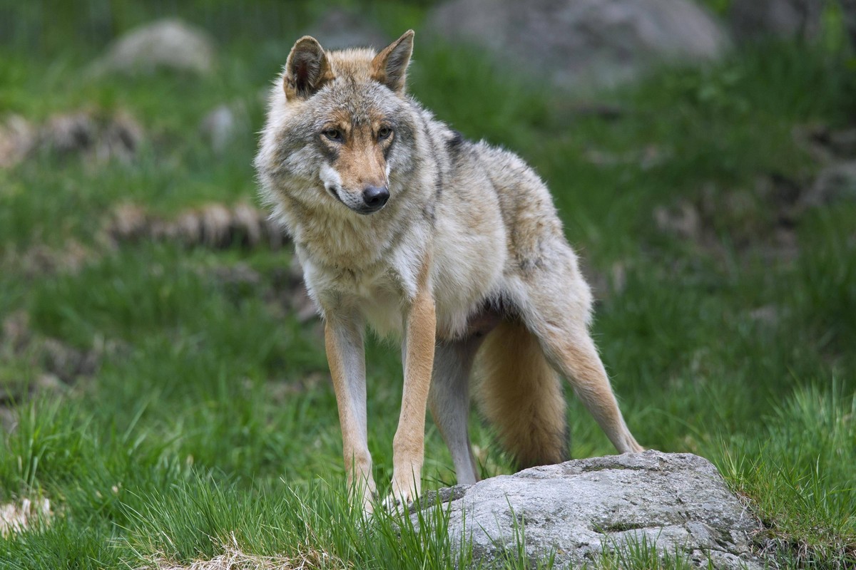 Europäischer Grauwolf Canis lupus im Sommer, Hälsingland, Schweden, Europa *** European Grey Wolf Canis Lupus at Summer, halsingland, Sweden, Europe Copyright: imageBROKER/alimdix/xArterra ibltsm09086 ...