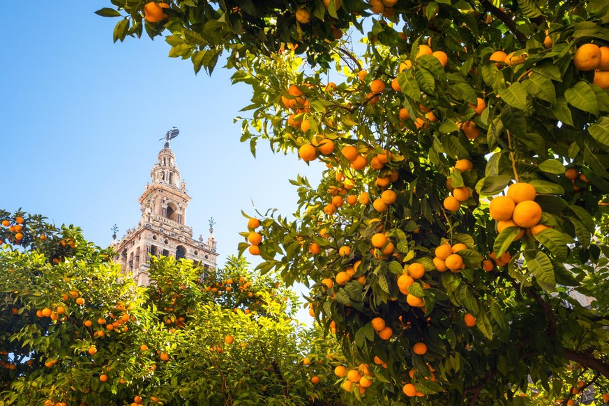 Rund 48.000 Orangenbäume wachsen in Sevilla.