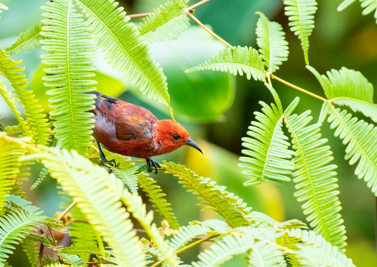 Apapane honeycreeper perched on a branch in Hawaii xkwx apapane endemic beautiful bird animal wildlife nature red wild maui oahu hawaiian honeycreeper conservation bird watching hawaii honeycreeper ba ...