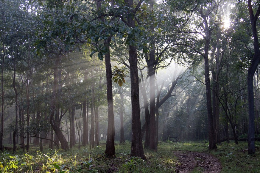 Tranqil seen on an early morning in the western ghats forests of India.